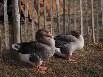 Lens Polder Petting zoo in Newport (Belgium)